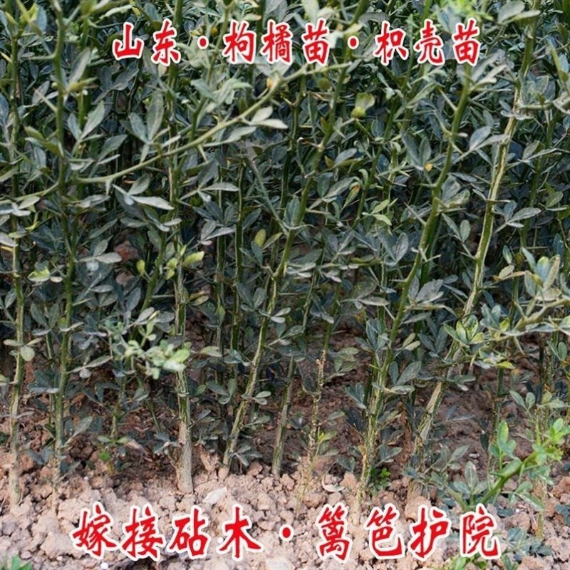 绿篱笆围墙植物带刺院子山东枸橘苗枳壳苗嫁接砧木橘子枳壳树苗