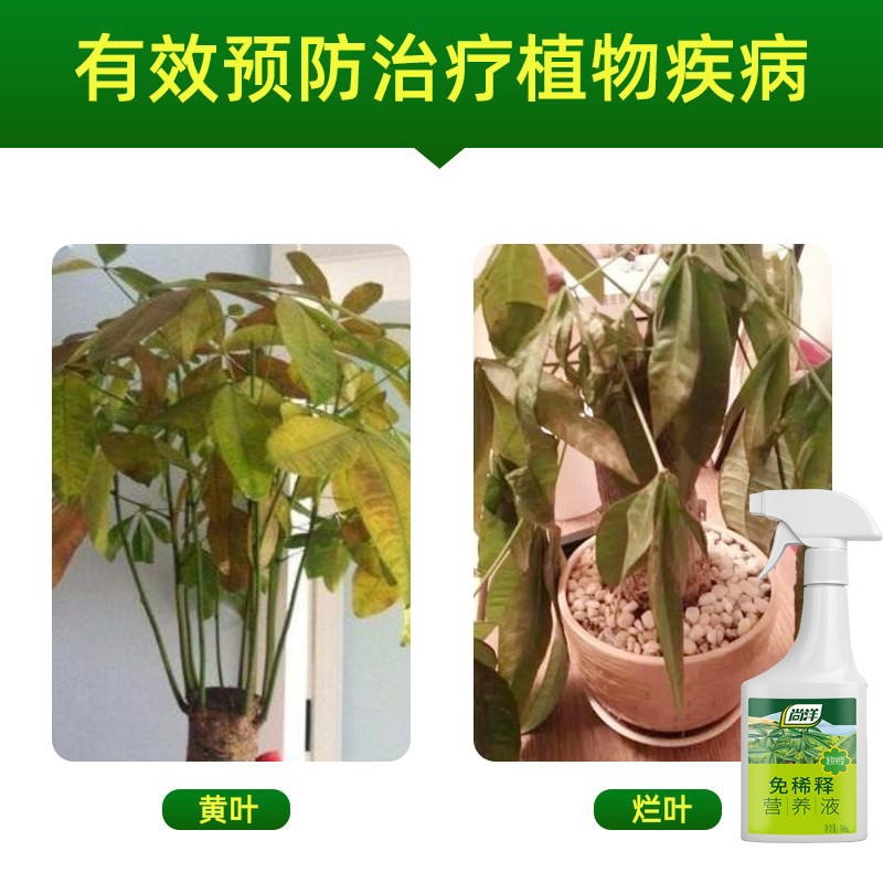 发财树肥料专用肥盆栽绿植免稀释植物营养液幸福树金钱树通用花肥
