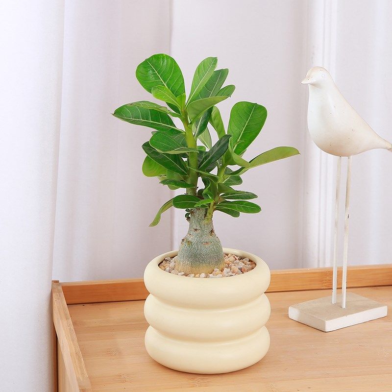 沙漠玫瑰盆栽易养耐旱观叶植物阳台庭院好养花卉绿植办公室小盆景,鲜花速递/花卉仿真/绿植园艺,多肉植物,淘宝优惠券,粉丝福利购,淘宝优惠卷