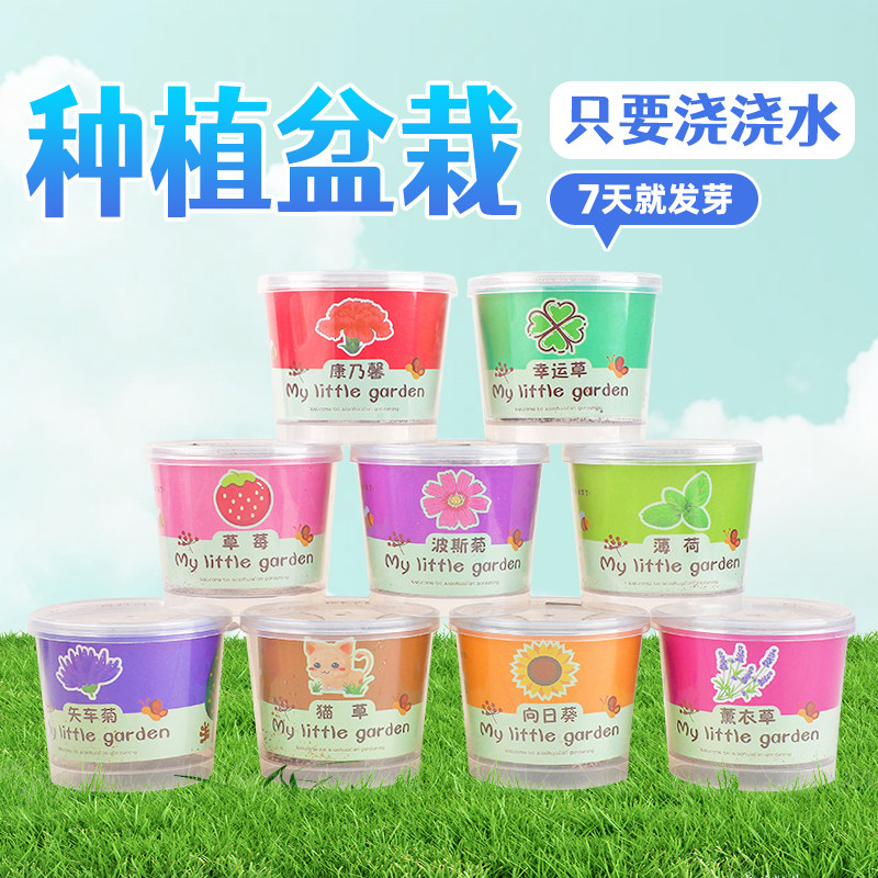 儿童种植创意小盆栽礼物桌面迷你绿植室内好养活种植种子生长观察