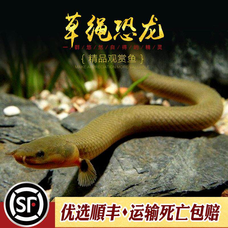 草绳龙恐龙鱼虎纹水草缸大龙型古代化石鳗鱼怪鱼观赏恐带SZXCG123