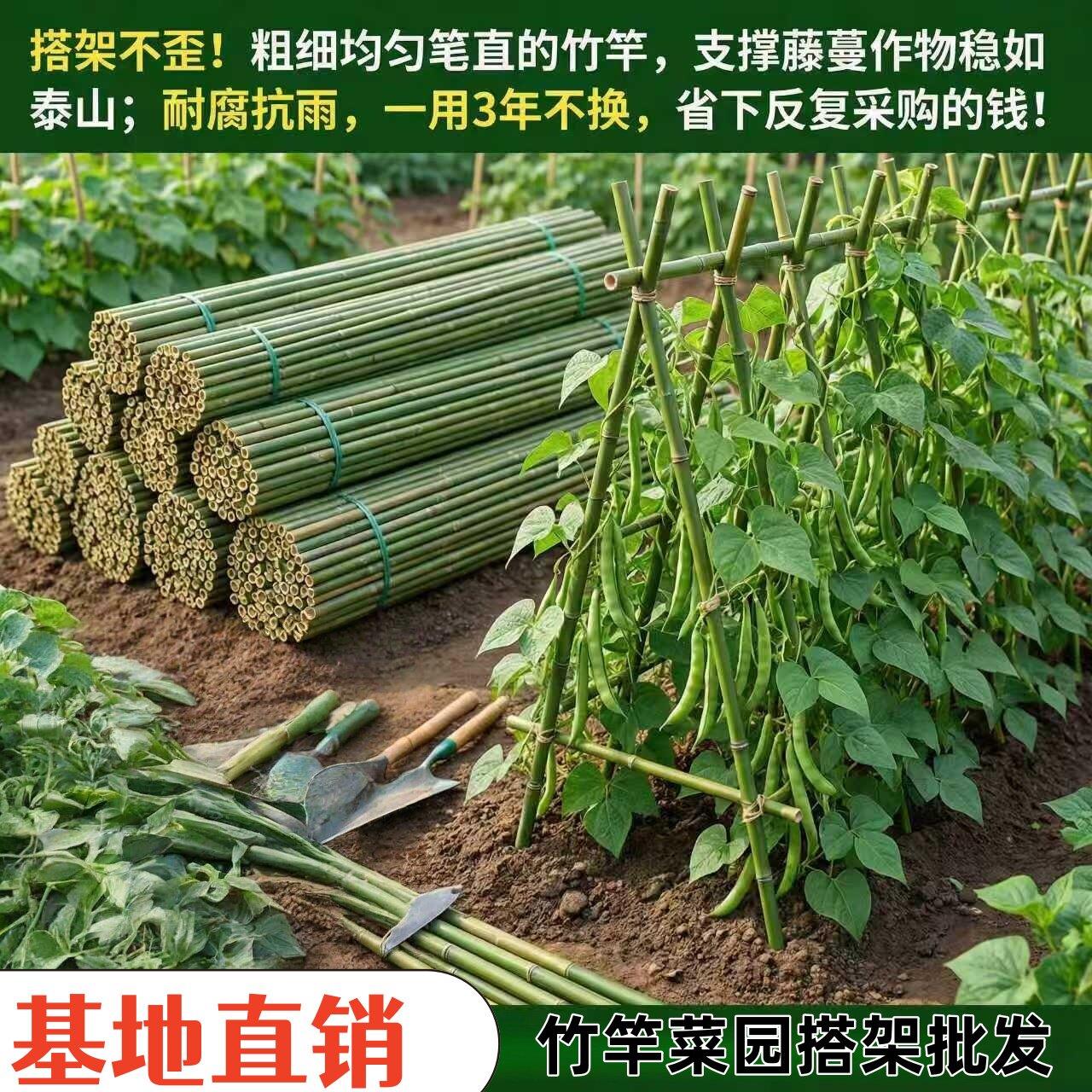 100栏根菜园搭架竹竿豆角黄瓜爬藤架园艺篱笆围支杆TFN棋竹竿瓜果