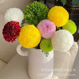混色乒乓菊盆栽球形菊花苗带花室内外四季开花阳台庭院鲜花绿植物