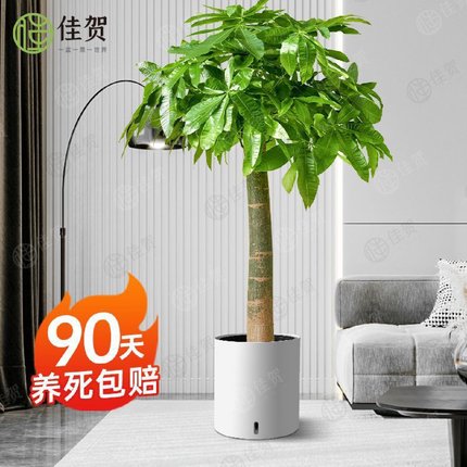 发财树盆栽大棵客厅好养室内阳台开业乔迁送礼大家庭办公室绿植