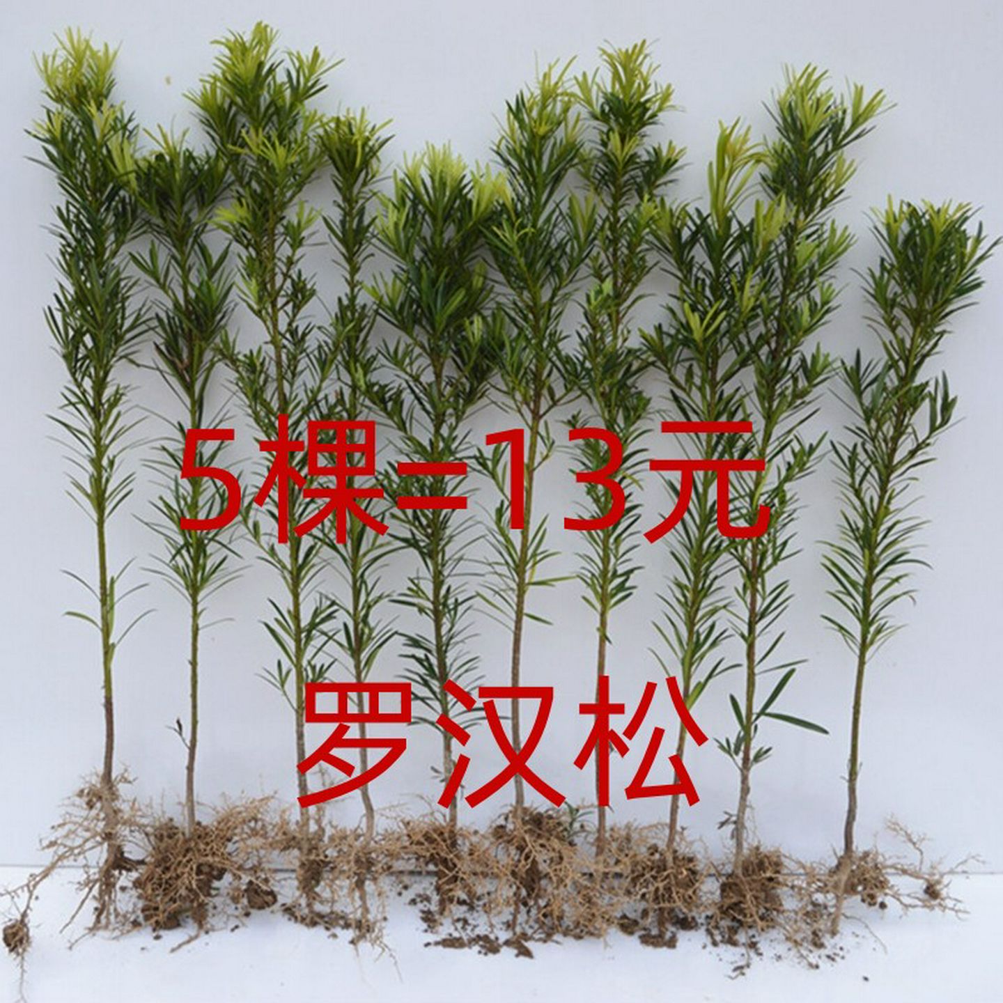 罗汉松树苗盆景庭院绿化四季常青植物大叶雀舌室内造型带土盆栽苗