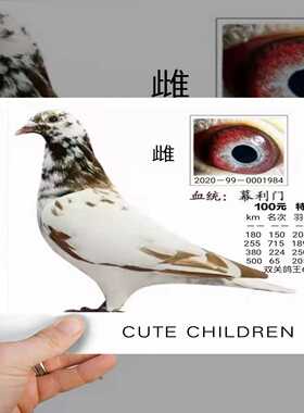 GAST DDL LINEARGAST SPP-25EBS-【华铭电子】