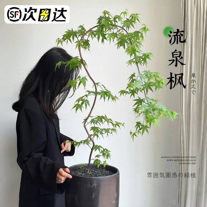 流泉枫盆栽绿植书房客厅室内植物七本枫树网红日系禅意办公室