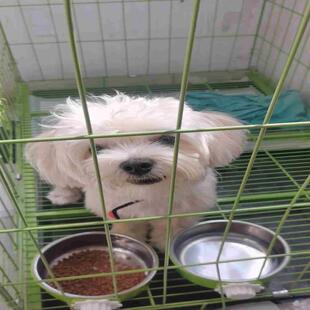 售前询价售前询价自养马尔泰幼犬一只一岁多了公狗 售好商量