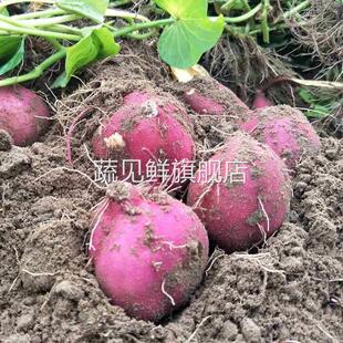 正宗海南澄迈富硒桥头地瓜10斤新鲜沙地现挖红薯山芋板栗番薯包邮