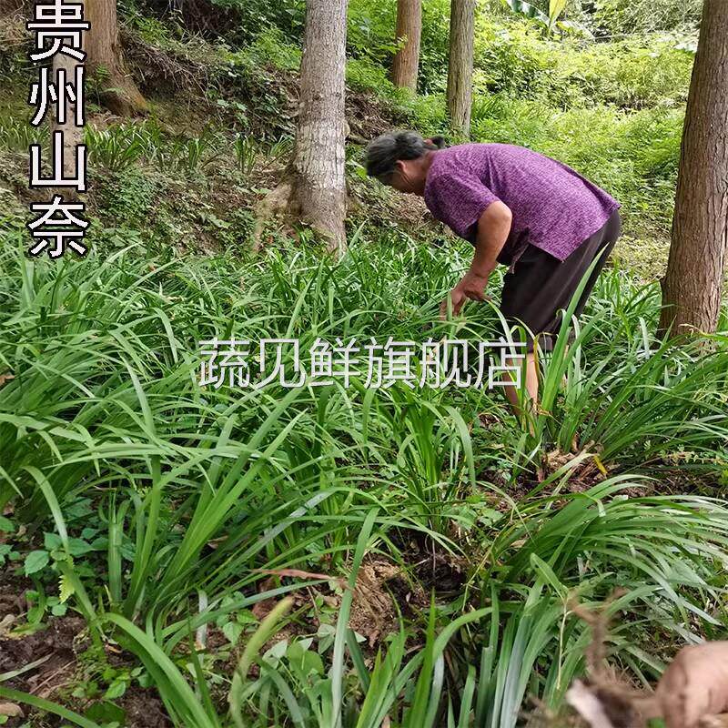 贵州现挖新鲜五香草去腥味香料茴香菖蒲 山赖可食用带根盆栽香料
