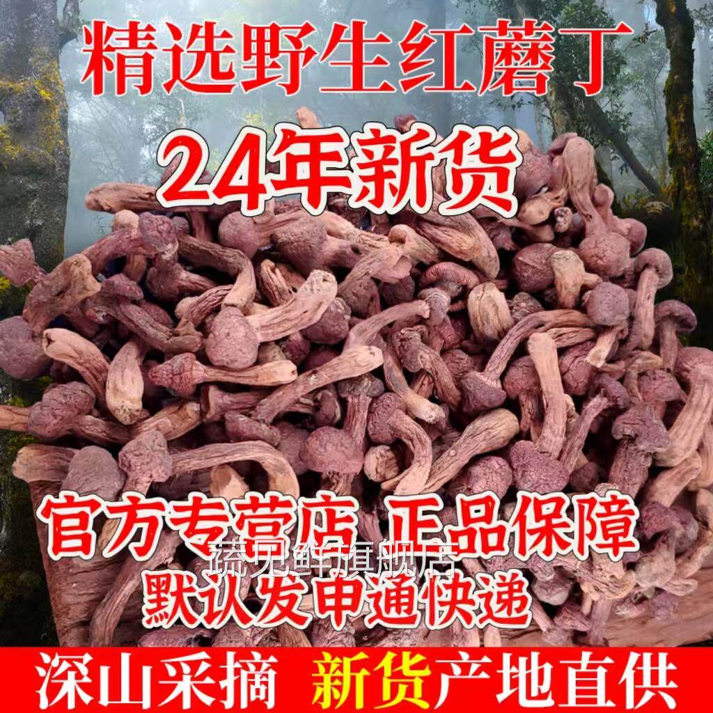 红蘑丁东北特产辽朝阳宁精品蘑菇自然晾晒干货肉蘑野生松树伞500g
