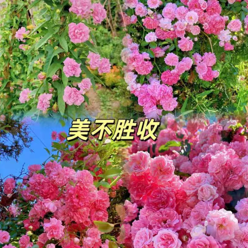 缠枝牡丹花种子1重瓣花朵四季开花爬墙牡丹庭院院子南方北方种植