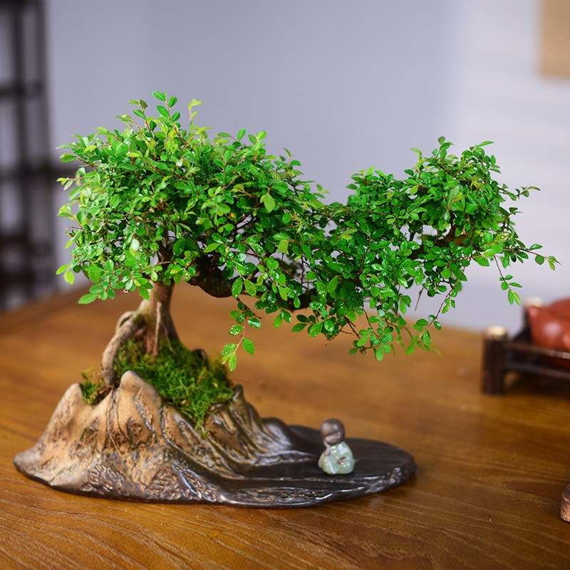 造型飘枝榆树盆栽老桩室内绿植客厅书房桌面阳台榔榆国风盆景好养