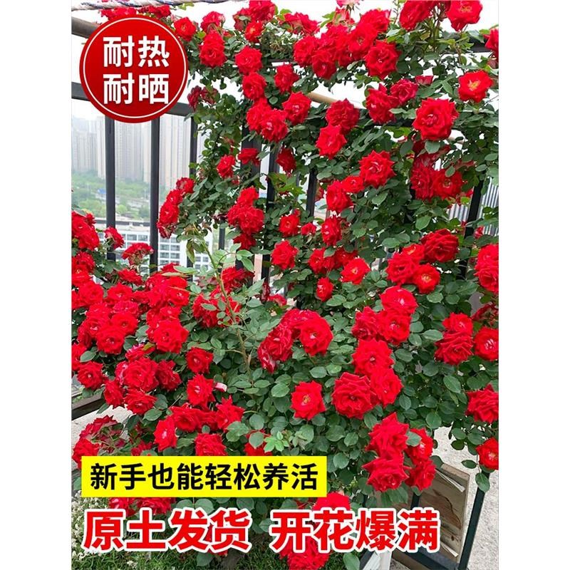 蔷薇花苗藤本月季特大花树四季开花庭院爬藤植物花卉盆栽阳台玫瑰