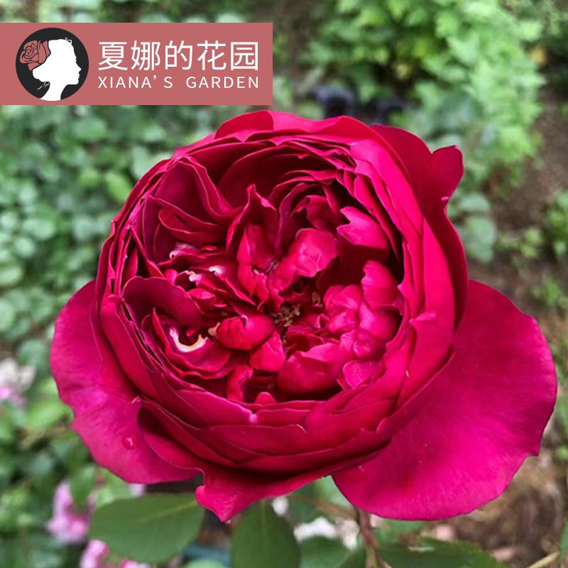 秋日胭脂月季阳台庭院盆栽地栽带盆栽好四季开花不断大花浓香抗病