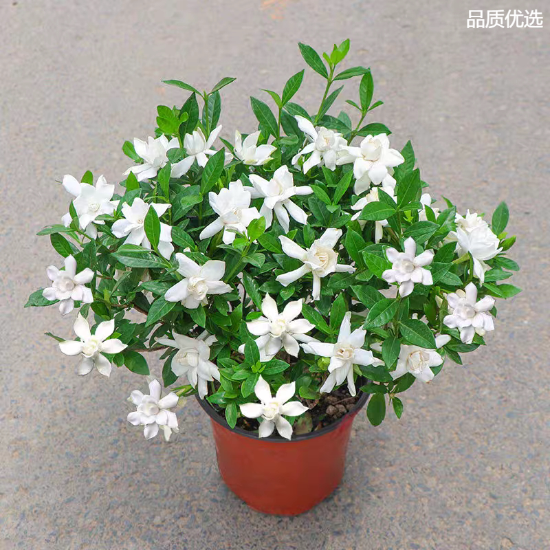 小叶栀子花浓香型多花栀子花耐热耐寒室内外庭院常青绿植盆栽
