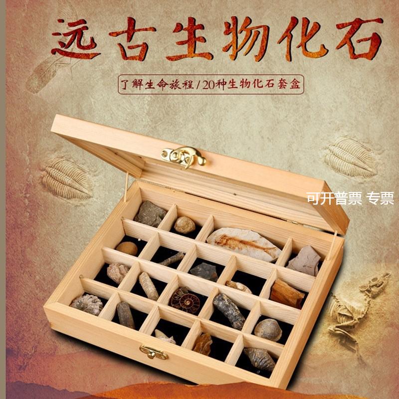 古生物化石原石标本套盒三叶虫琥珀奇石摆件石头地质科普教学标本