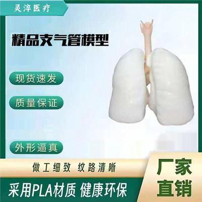 精品支气管镜实训模型 超仿真 支气管镜医学教学教具益智标本模型