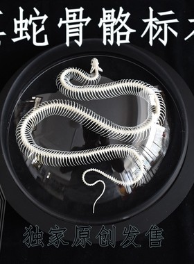 [太空舱]蛇骨骼 真骨 软装酒吧装饰 ins礼品挂饰圆形