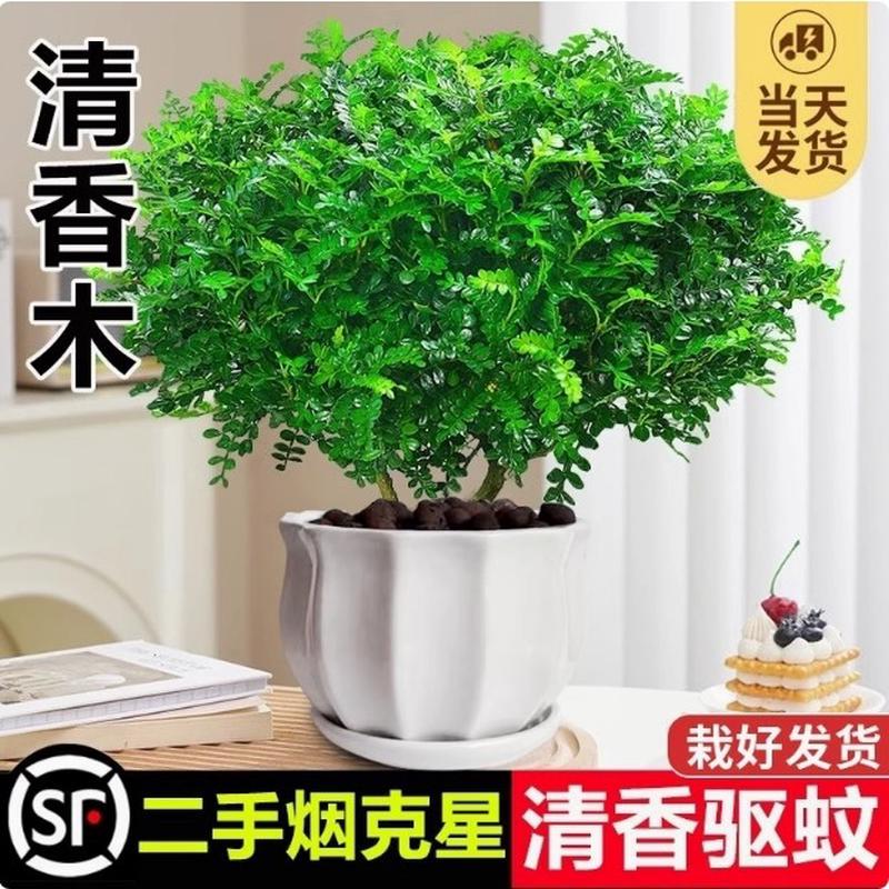正宗清香胡椒木盆栽绿植驱蚊草花卉植物室内树苗九里香老桩盆厂家