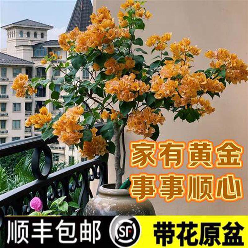 加州三角梅盆景大苗带花发货勤花四季开花好寓意阳台庭院爬藤