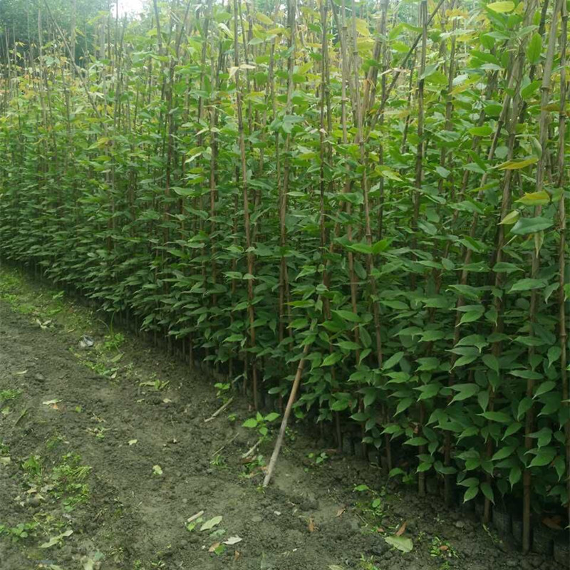 油麻藤树苗攀爬植物庭院爬藤盆栽绿植花卉攀援禾雀花苗常绿油麻藤