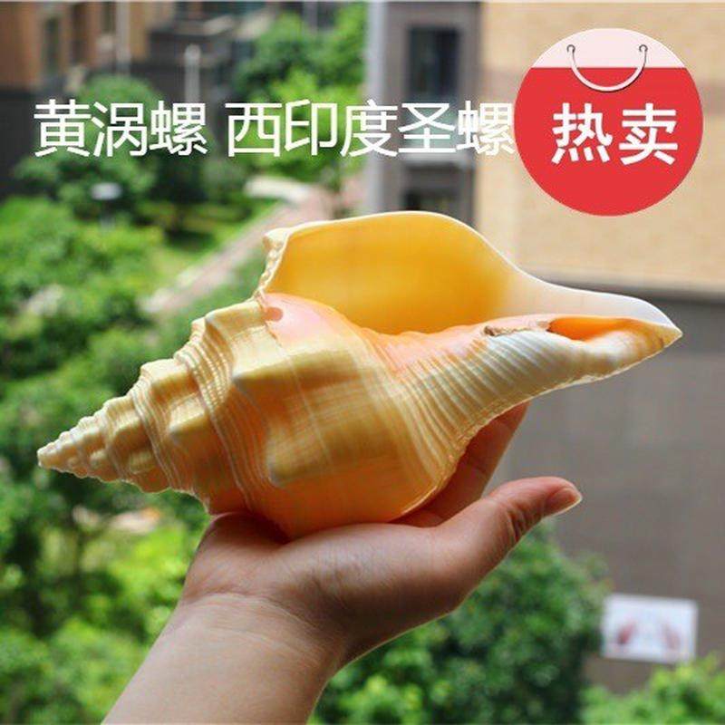 天然海螺贝壳黄涡螺西印度圣螺收藏礼品家居装饰鱼缸水族珊瑚,家居饰品,海螺/贝壳/珊瑚,淘宝优惠券,粉丝福利购,淘宝优惠卷