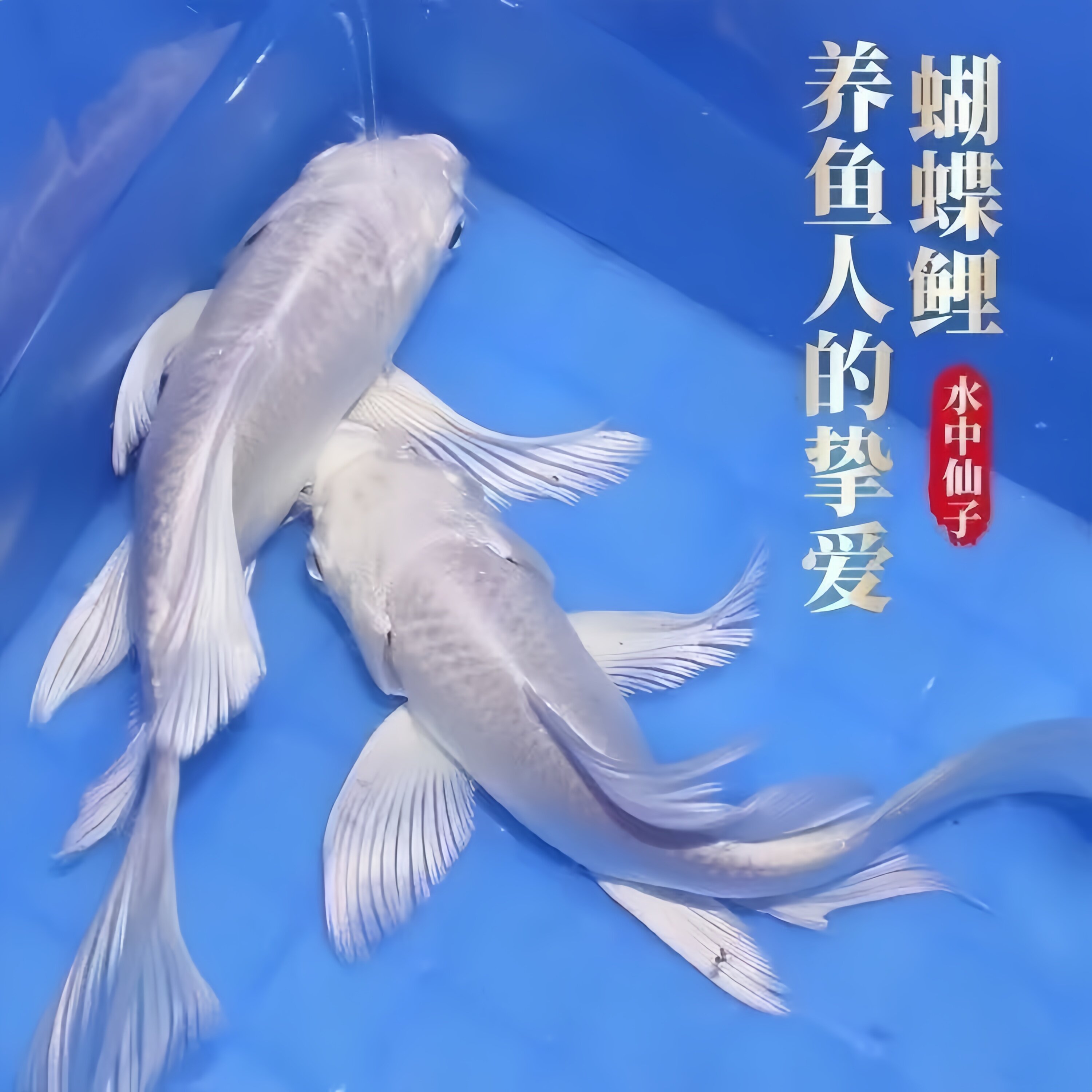 【大尺寸】台湾蝴蝶鲤冷水观赏鱼石膏白短身球体狮头长尾锦鲤活体
