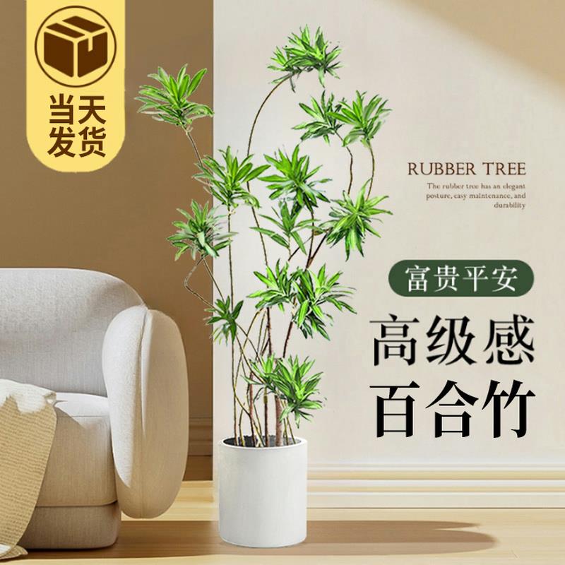 金边百合竹真绿植室内客厅大型植物盆栽办公室落地龙血发财树盆景