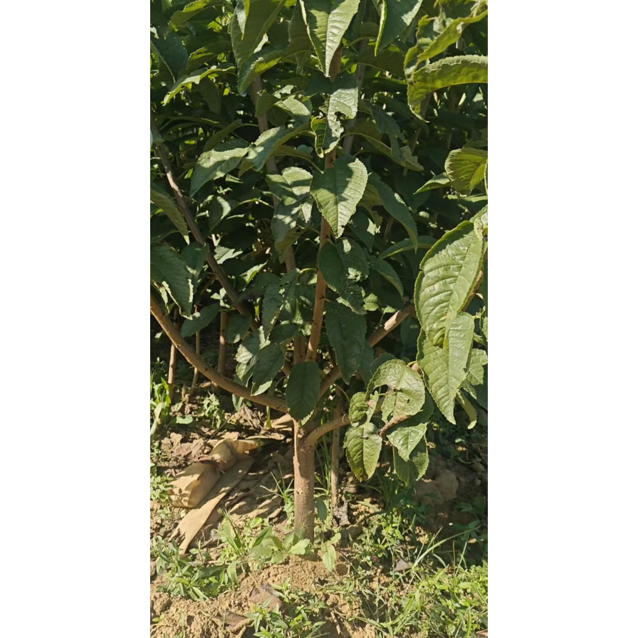 【两年分支苗两颗】车厘子树苗大樱桃树苗嫁接盆栽地栽基地直发