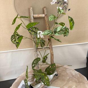 仿真绿造景高级感逼真3D龟背森系厅婚插花客装饰订婚AL-1365宴仿
