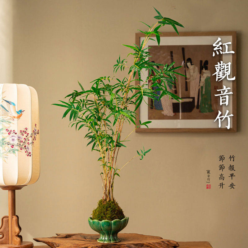 红竹红观音竹苔玉球苔藓球水培米竹室内植物盆栽桌面盆景客厅