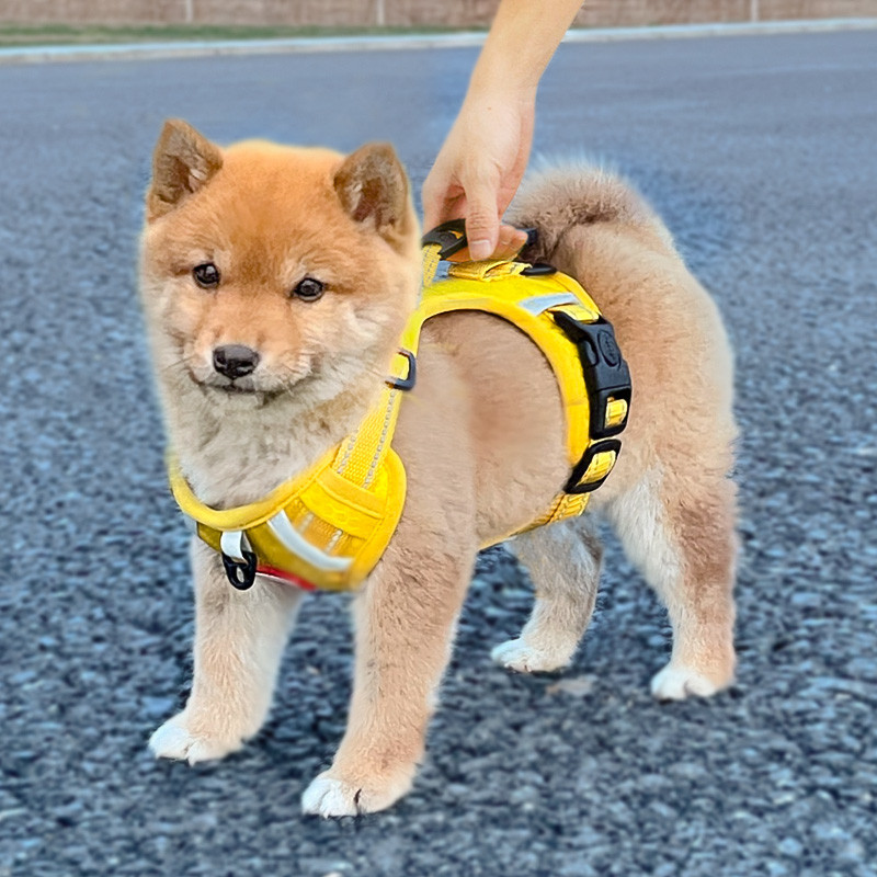 宠物狗狗牵引绳小型犬胸背带项圈柴犬比熊泰迪带防挣脱防爆冲