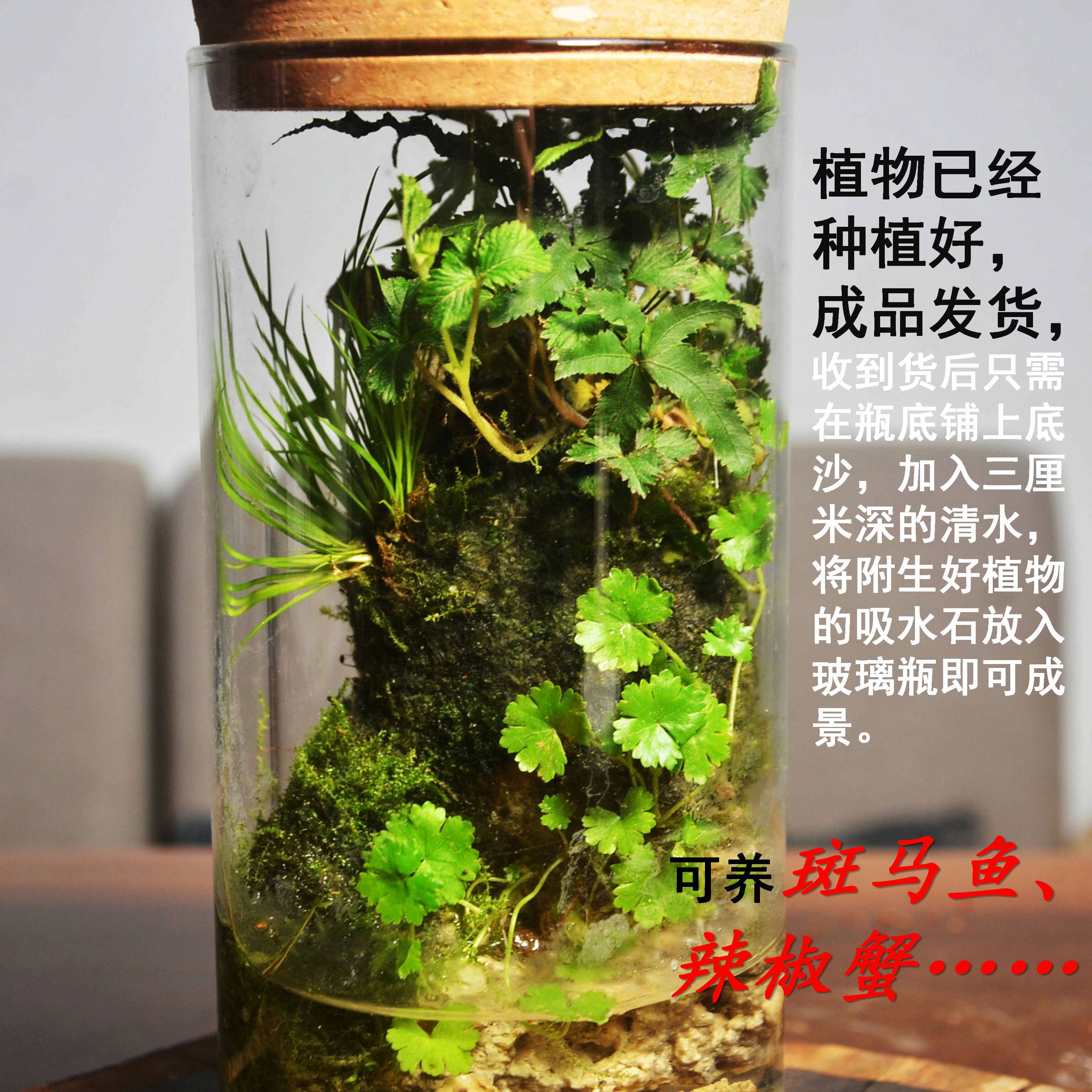 苔藓微景观盆栽办公桌小盆景雨林缸菖蒲吸水石玻璃生态瓶礼物