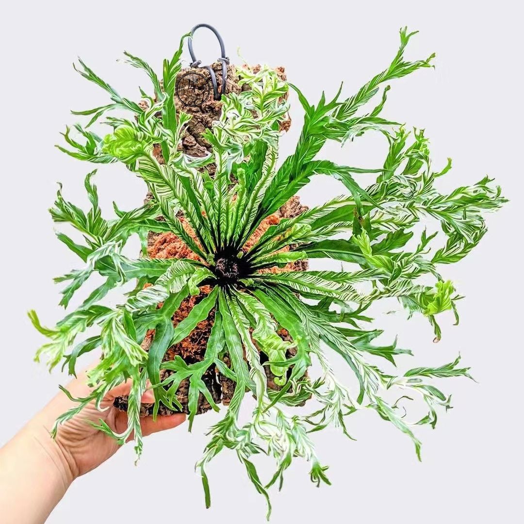 花叶白锦鸟巢蕨白月光挂板挂墙绿植苔藓蕨类植物盆栽水培垂吊