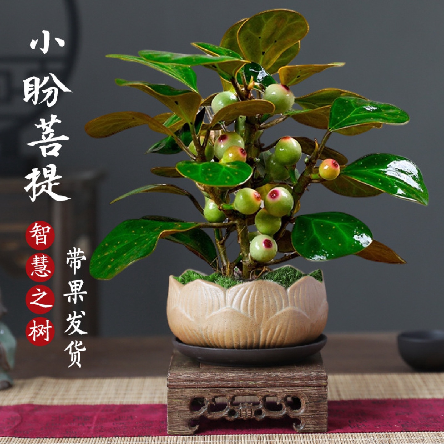 菩提树盆栽小盼菩提盆景带果中式禅意桌面摆件室内创意好养赵之孙