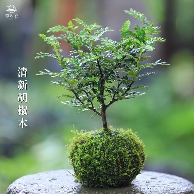 清香木胡椒木小盆栽桌面办公室水培植物苔藓球绿植净化空气驱