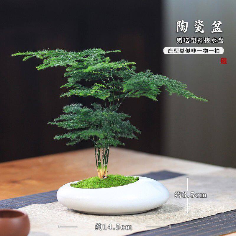 文竹盆栽室内小绿植竹子盆景客厅办公室桌面高级四季花盆