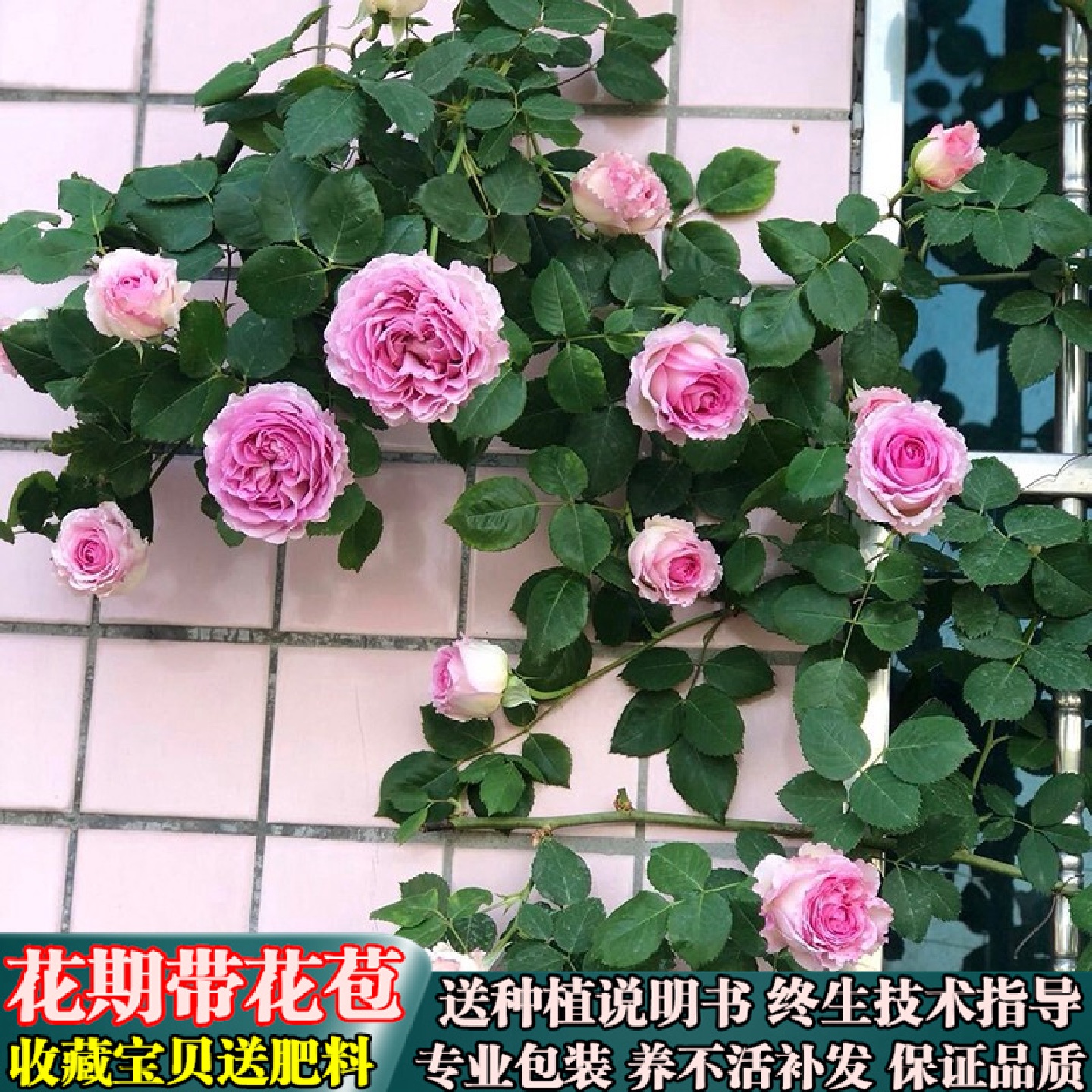 罗伊-爬墙藤本浓香月季阳台庭院盆栽攀援花卉植物蔷薇四季