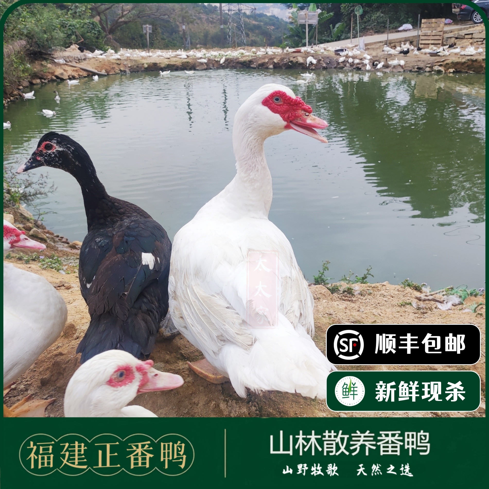【福建正番鸭】散养老番鸭番鸭生鲜现杀红脸鸭土鸭肉豚鸭姜母鸭