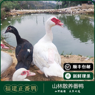 【福建正番鸭】散养老番鸭番鸭生鲜现杀红脸鸭土鸭肉豚鸭姜母鸭