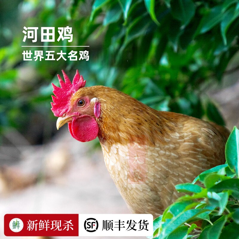 新鲜现杀福建河田鸡整只