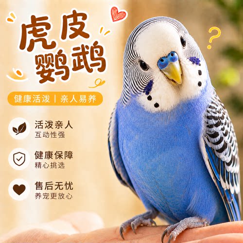 会说话鹦鹉手养亲人上手虎皮玄凤