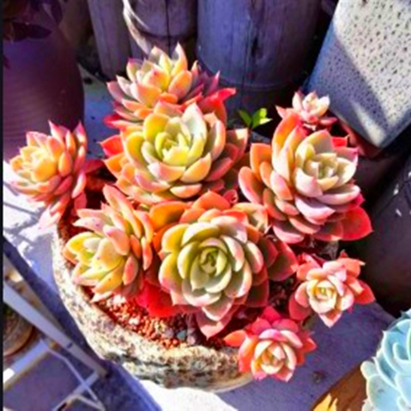 多肉植物 红鹤丝绸面纱多头老桩带盆栽好大盆美观净化空气