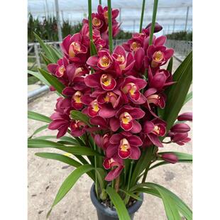 大花蕙兰兰花苗带花苞办公室内盆栽盆景绿植花卉虎头兰春节鲜花