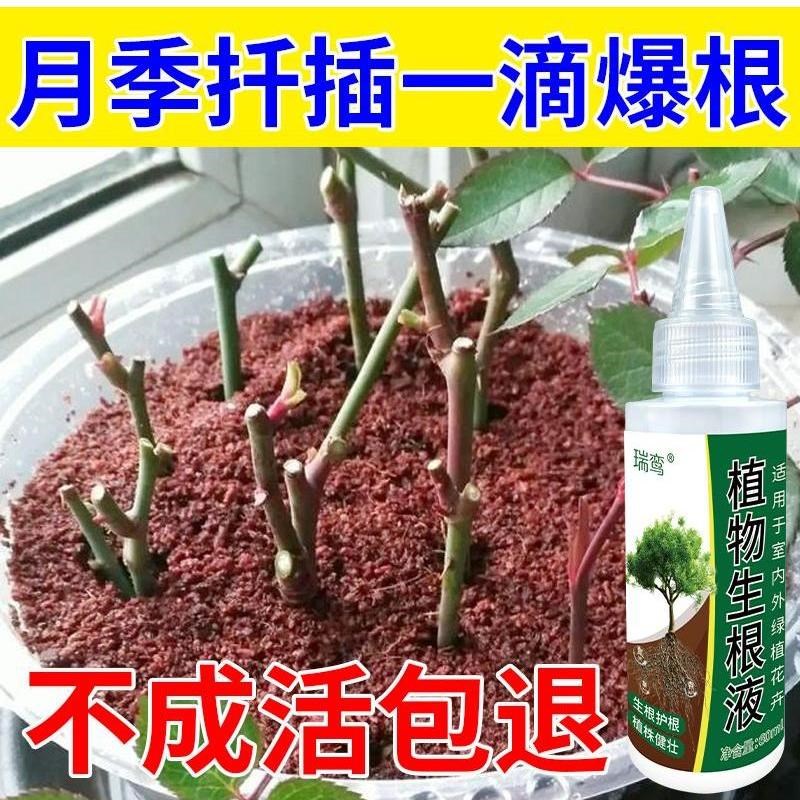 生根药水复活液枯树再生液【扦插神器】月季玫瑰生根剂生根壮苗剂