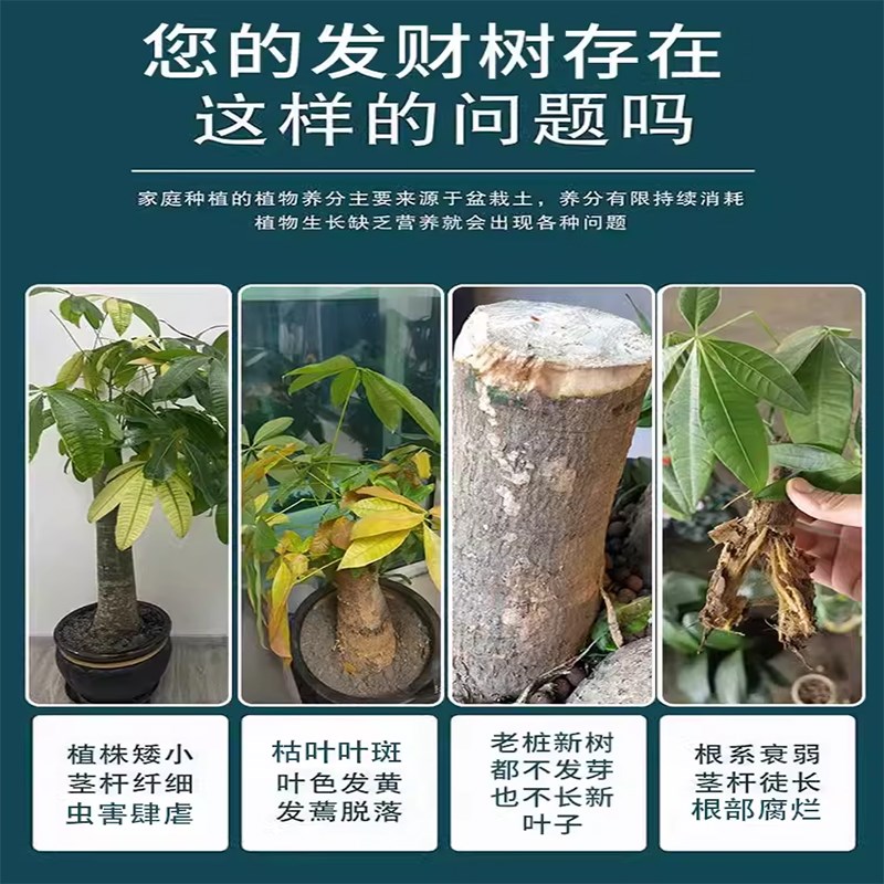 发财树黄叶枯叶烂根专用药掉叶斑病杀菌剂强力生根发芽复活营养液