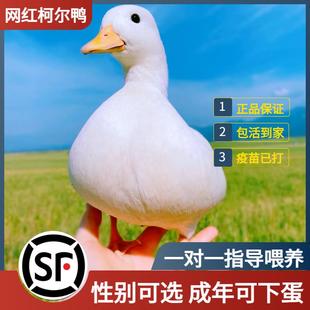鸭小白纯种柯尔鸭活体宠物网红成年科尔鸭可下蛋繁殖赛级S级幼鸭