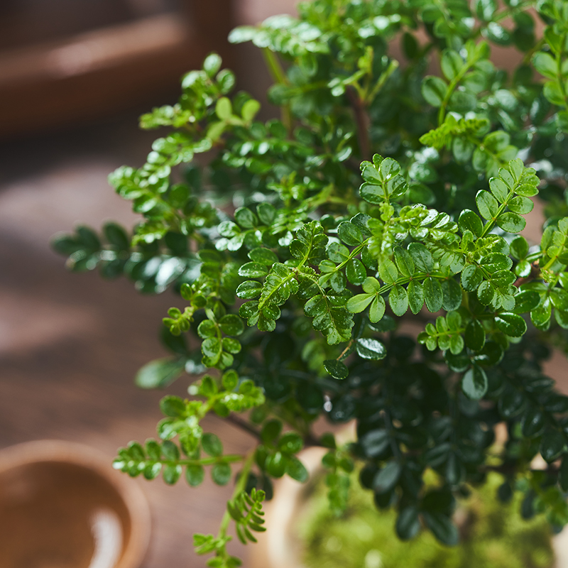 驱蚊植物清香胡椒木盆栽室内盆景驱蚊草四季常青木本绿植好养花卉