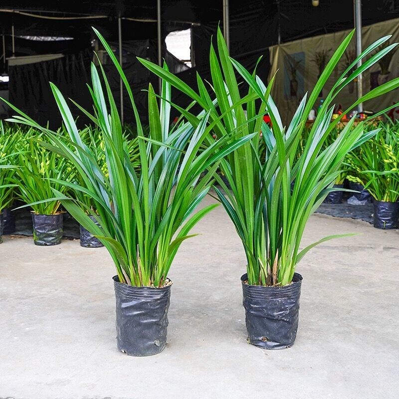 当年开花【特级兰花】高档兰花苗墨兰企黑浓香型兰花四季好养盆栽